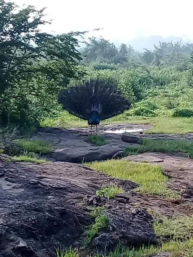 Janu Homestay Tangalle Kültér fotó
